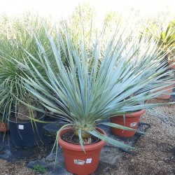 Dasylirium texanum