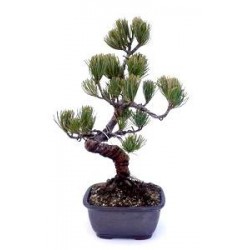 Bonsái pinus pentaphylla