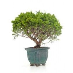 Bonsái juniperus chinensis