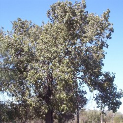 Brachychiton populneus