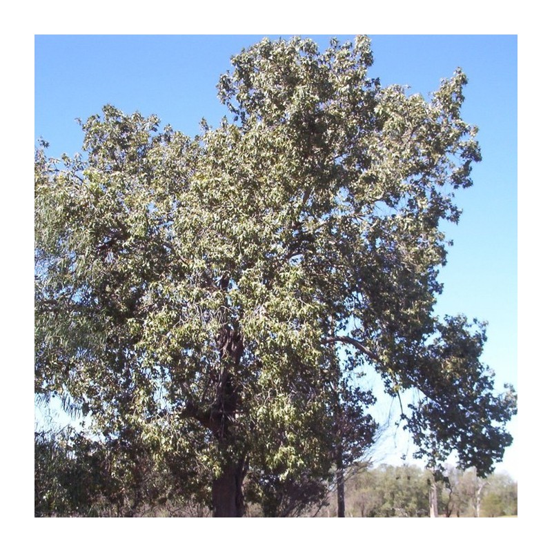 Brachychiton populneus