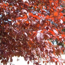 Prunus pisardi