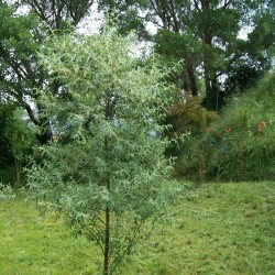Quercus cerris