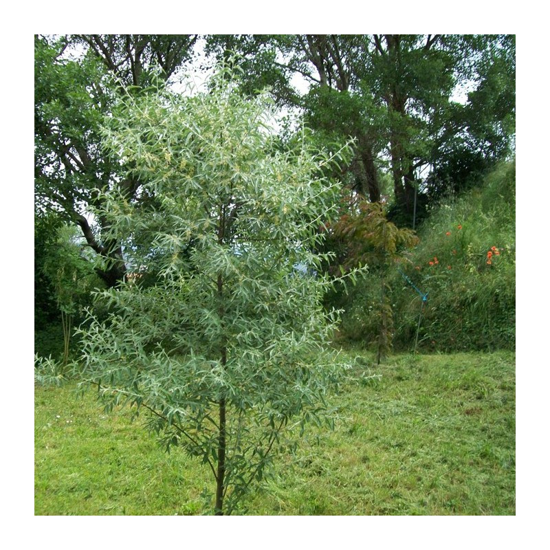 Quercus cerris