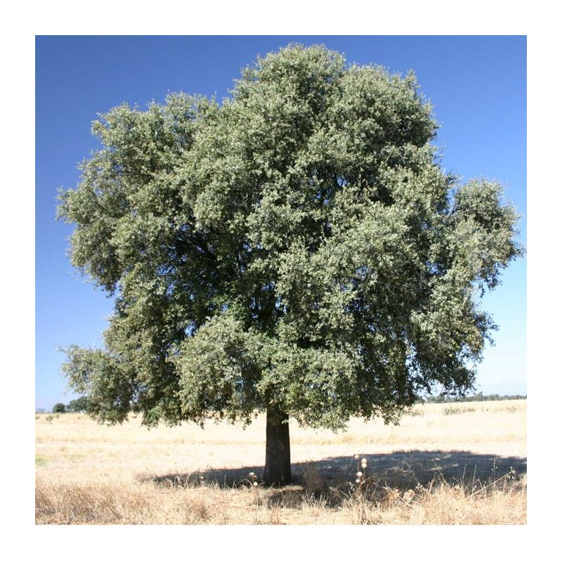 Quercus ilex