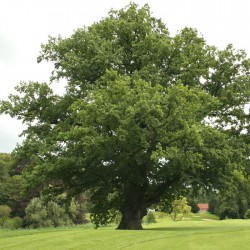 Quercus robru