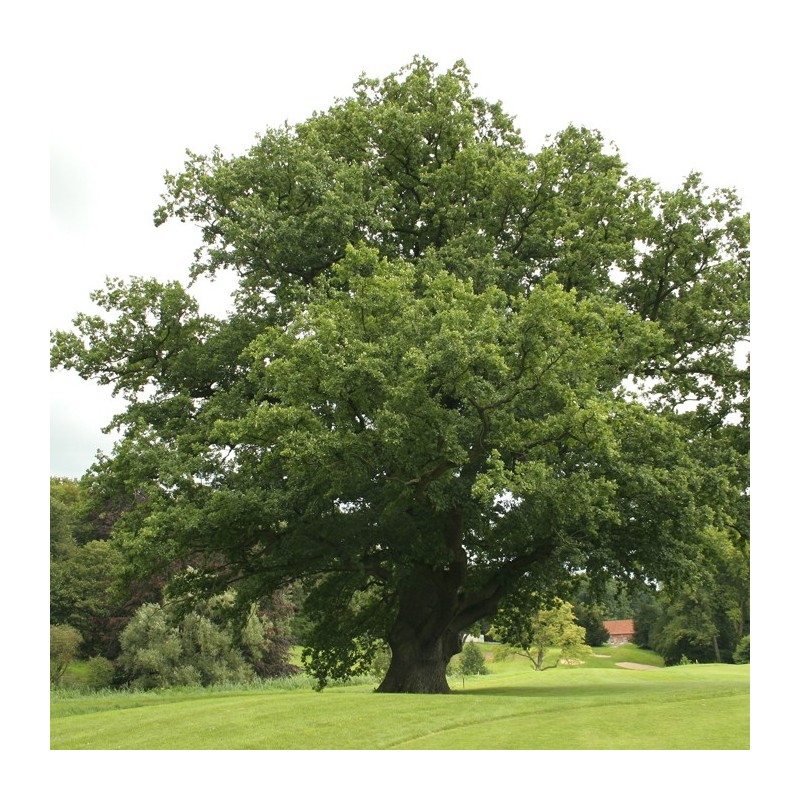Quercus robru