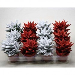 Cactus haworthia Limfolia...