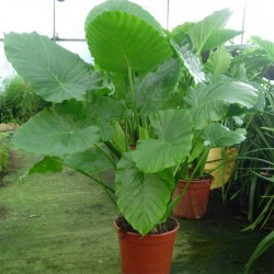 Alocasia calidora