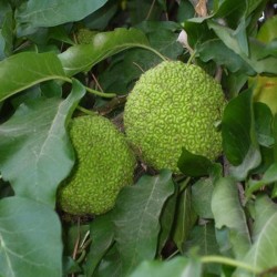 Maclura pomifera