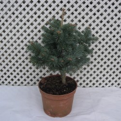Abies lasiocarpa compacta...