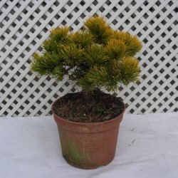 Pino mugo winter gold