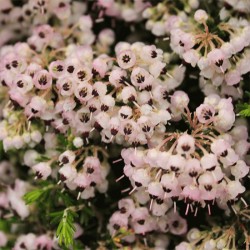 Erica canniculata