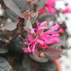 LOROPETALUM CHINENSIS