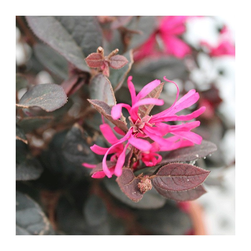 LOROPETALUM CHINENSIS