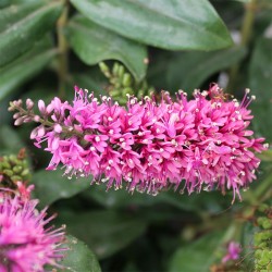 Veronica andersoni