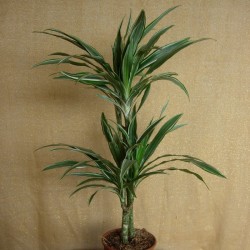 Dracaena deremensis