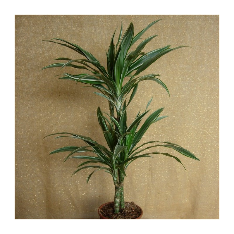 Dracaena deremensis