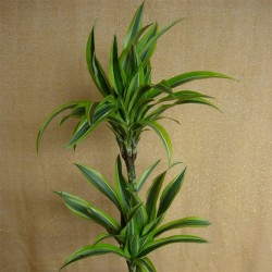 DRACAENA LEMON