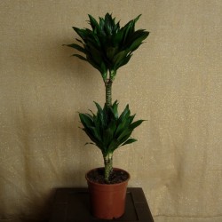 DRACAENA COMPACTA