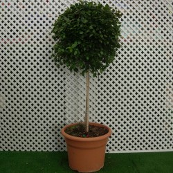 Eugenia Myrtifolia