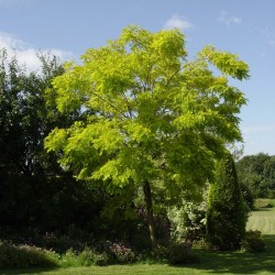 Robinia pseudoacacia