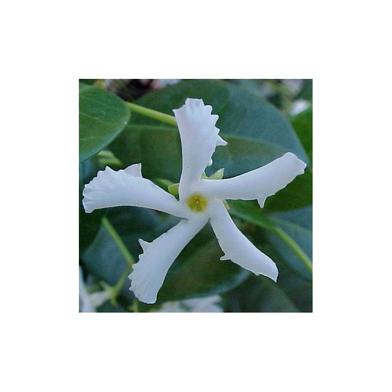Tracherlospernum jazminoide