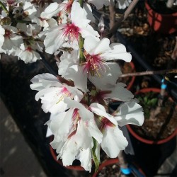 Almendro marcona