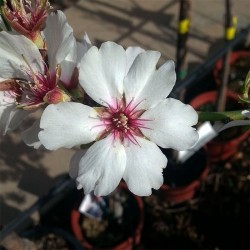 Almendro marcona