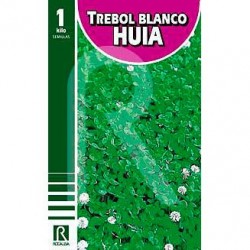 Trébol blanco enano huia