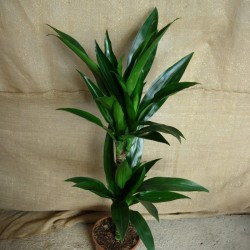 Dracaena janet craig