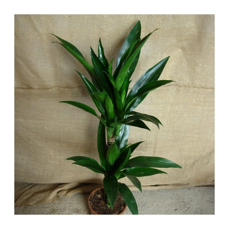 Dracaena janet craig