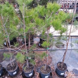 Pino halepensis