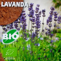 Semillas Ecológicos  lavanda