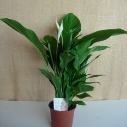 Spathiphylum sweet lauretta