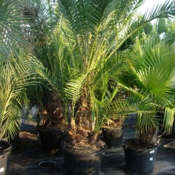 Phoenix reclinata