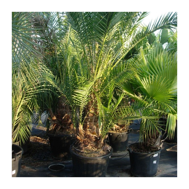 Phoenix reclinata