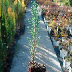 Cupressus sempervirens