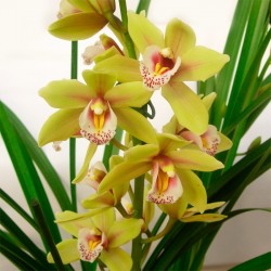 Orquídea cymbidium