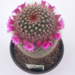 Mammillaria spinosissima
