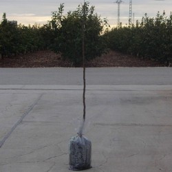 Almendro masbovera