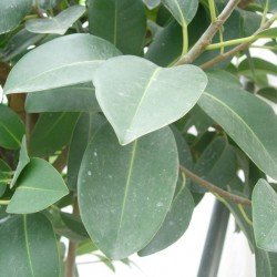 Ficus australis