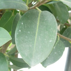 Ficus australis