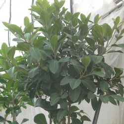 Ficus australis