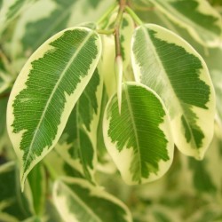 Ficus Benjamina Gantel