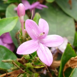 Pseuderanthemun laxiflorum