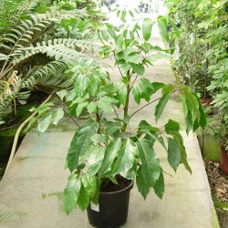 Schefflera actinophylla