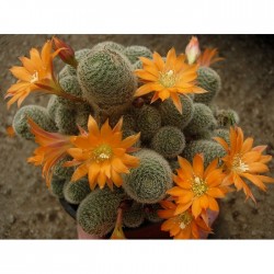 Rebutia muscula