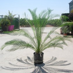 Macrozamia moorei