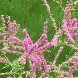 Tamarix ramosissima pink cascade